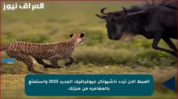اضبط الآن تردد ناشيونال جيوغرافيك الجديد 2025 واستمتع بالمغامرة من منزلك